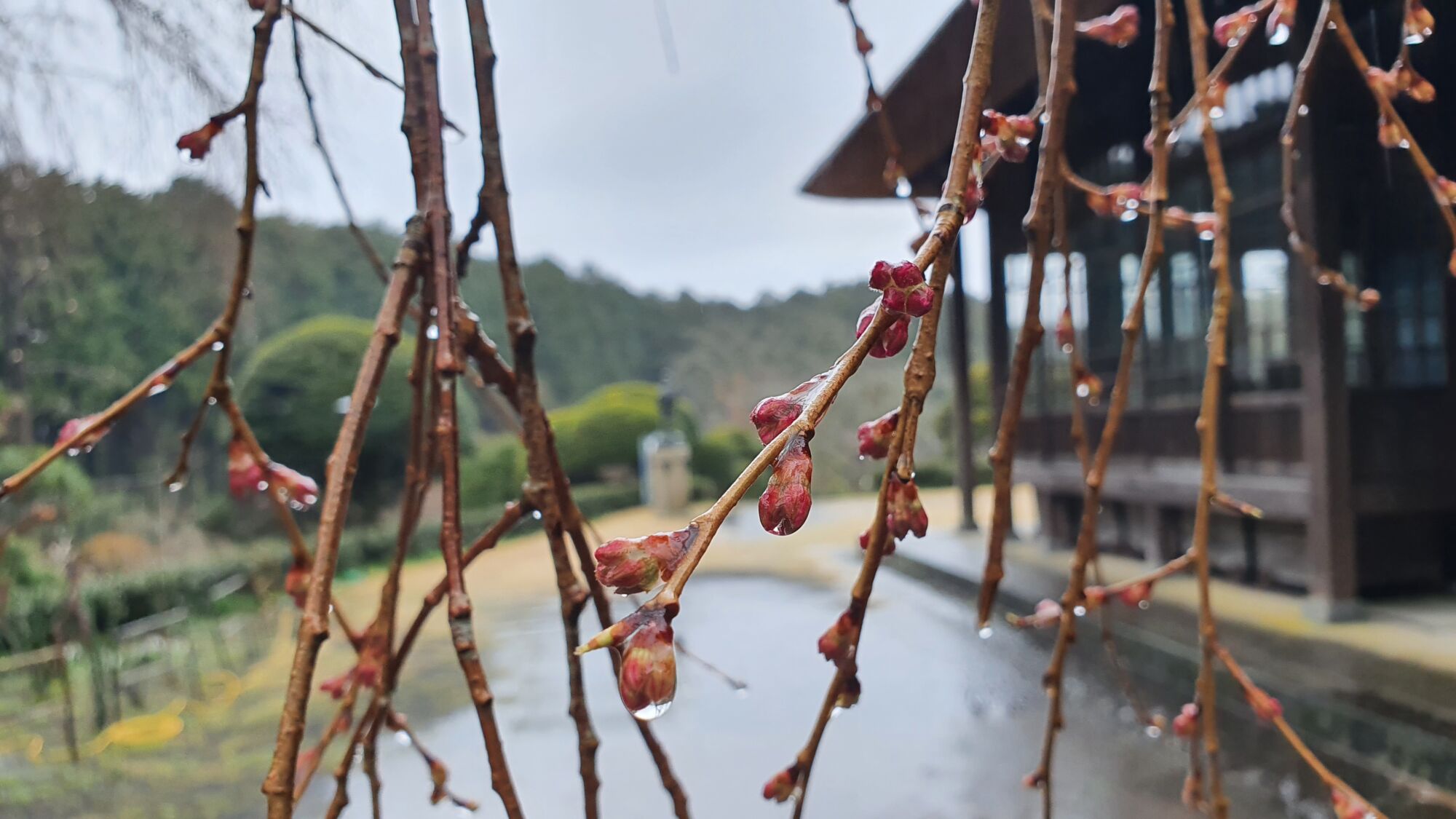 3月26日  桜の開花状況