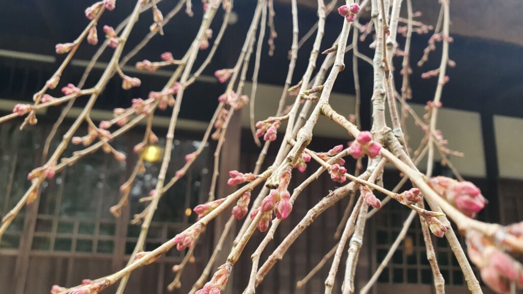 3月28日 桜の開花状況
