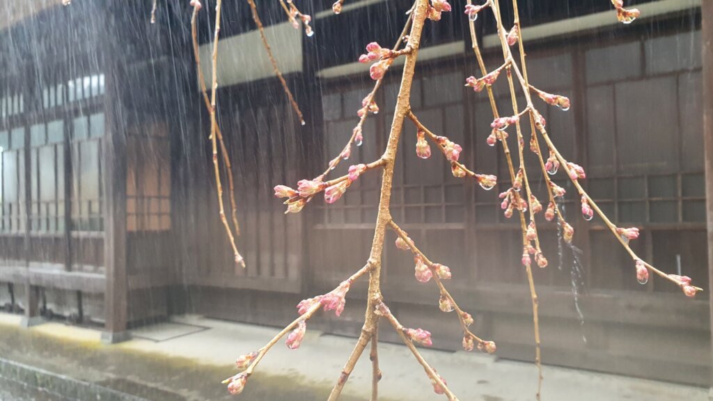 3月29日 桜の開花状況