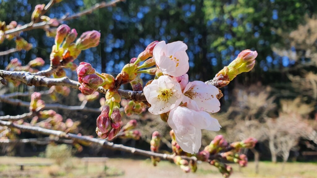 3月30日  桜の開花状況