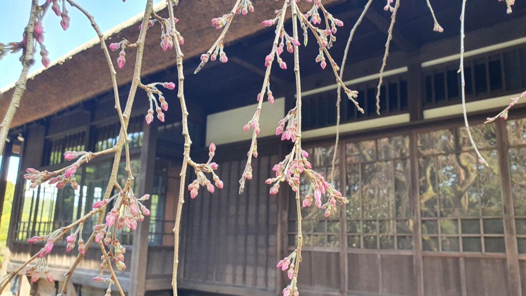3月31日 桜の開花状況