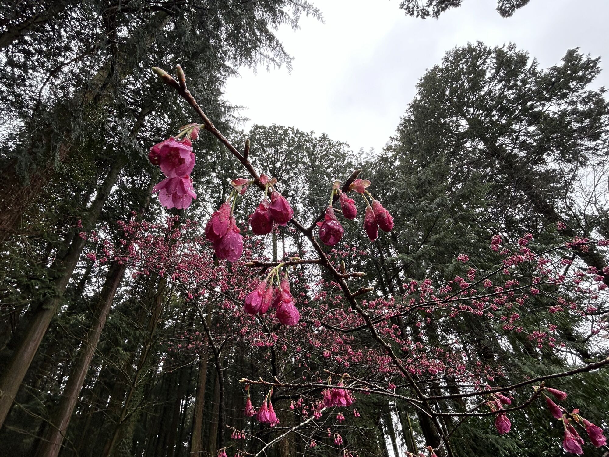 3月25日 桜の開花状況