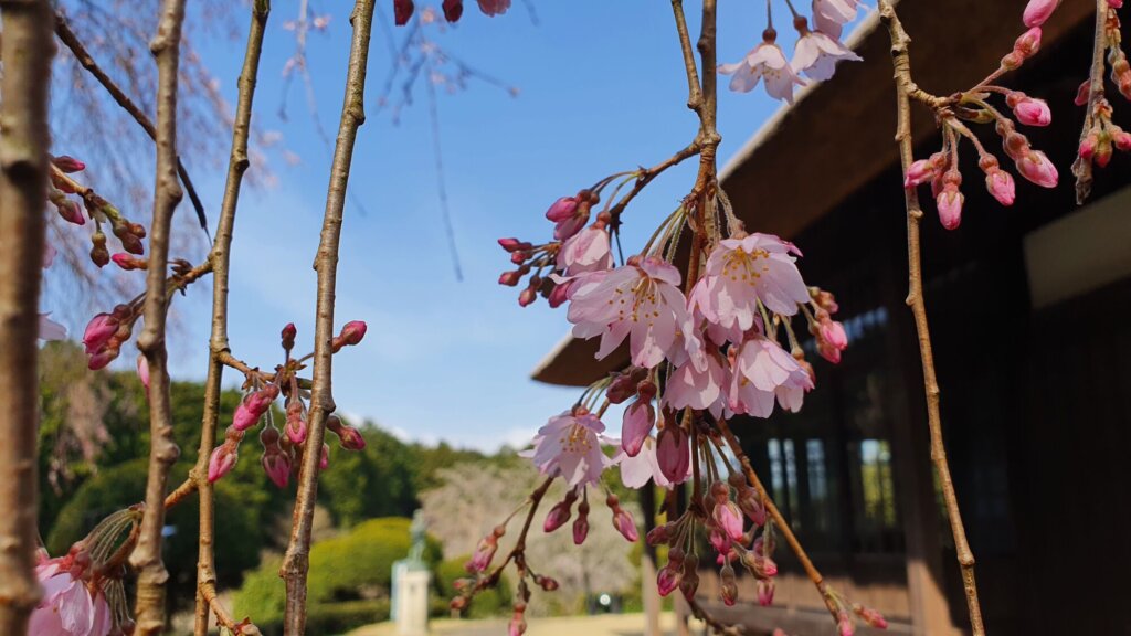 4月2日 桜の開花状況