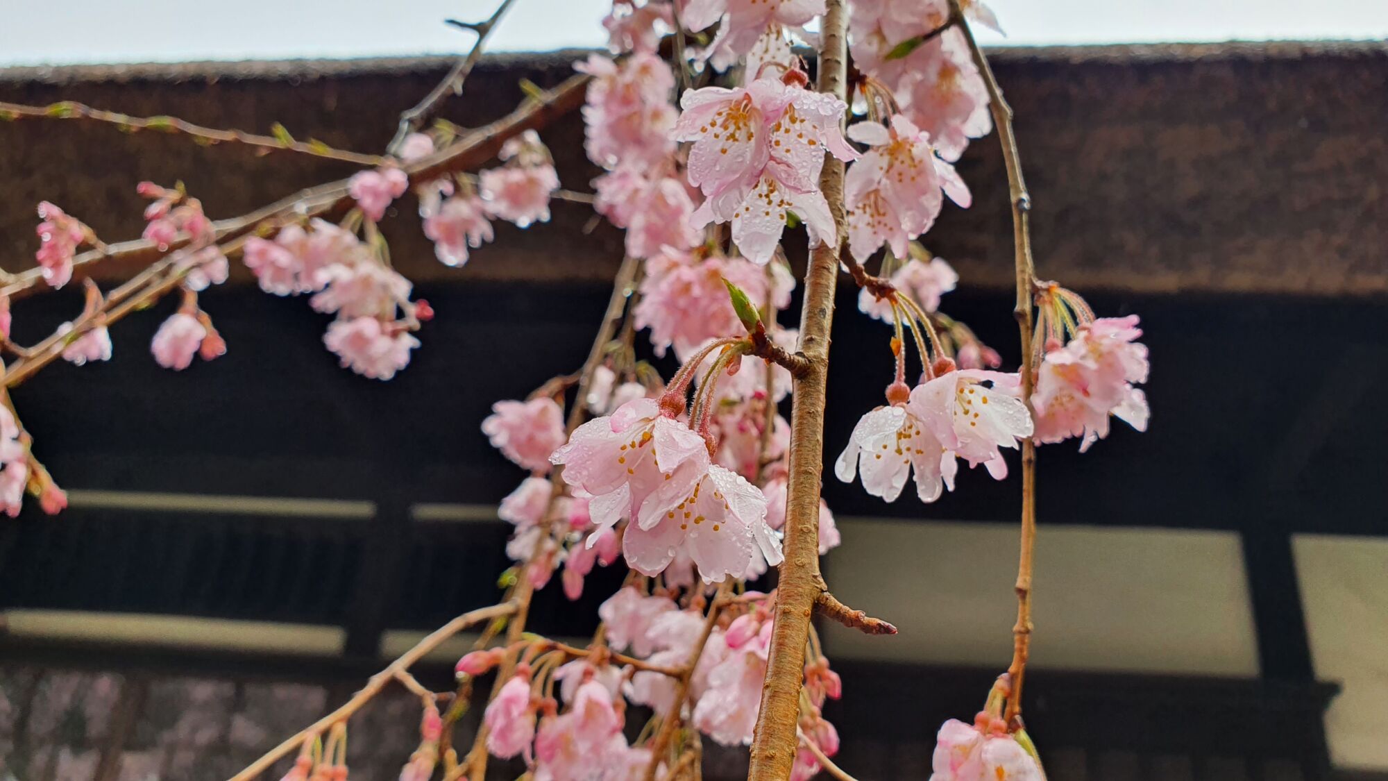 4月4日 桜の開花状況