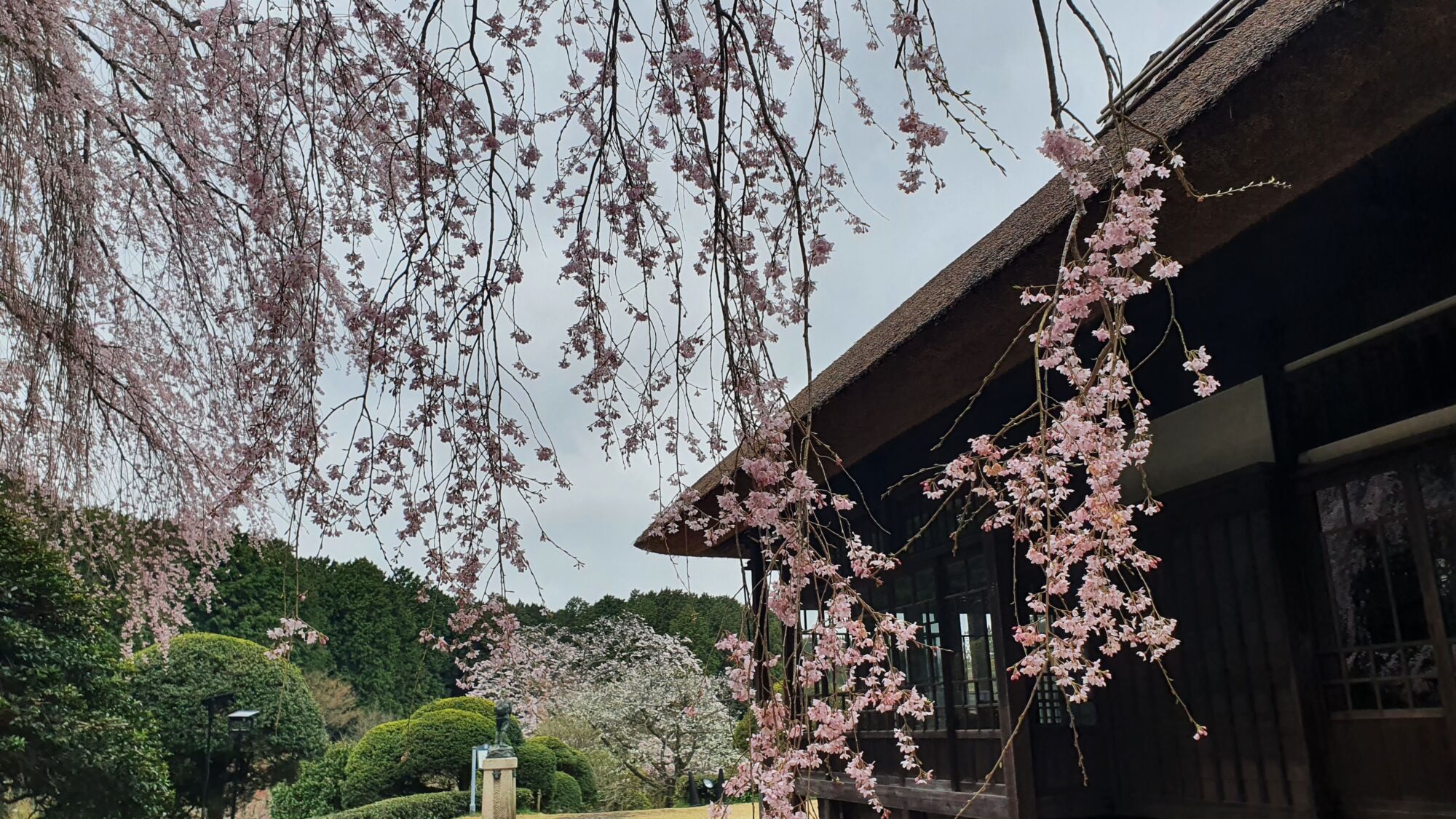 4月5日 桜の開花状況
