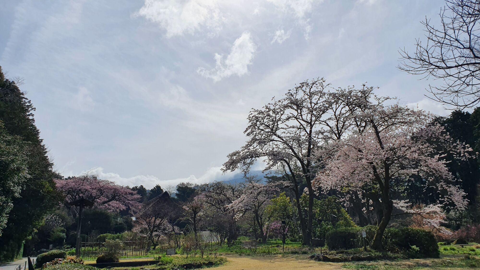 4月7日 桜の開花状況