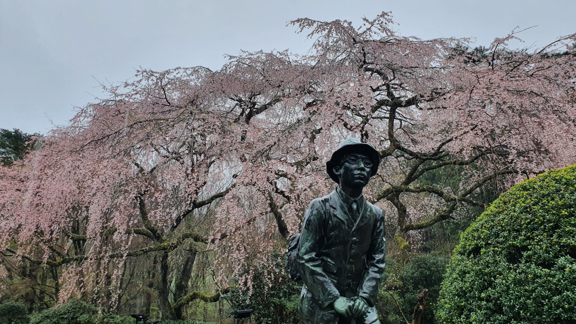 4月9日  桜の開花状況