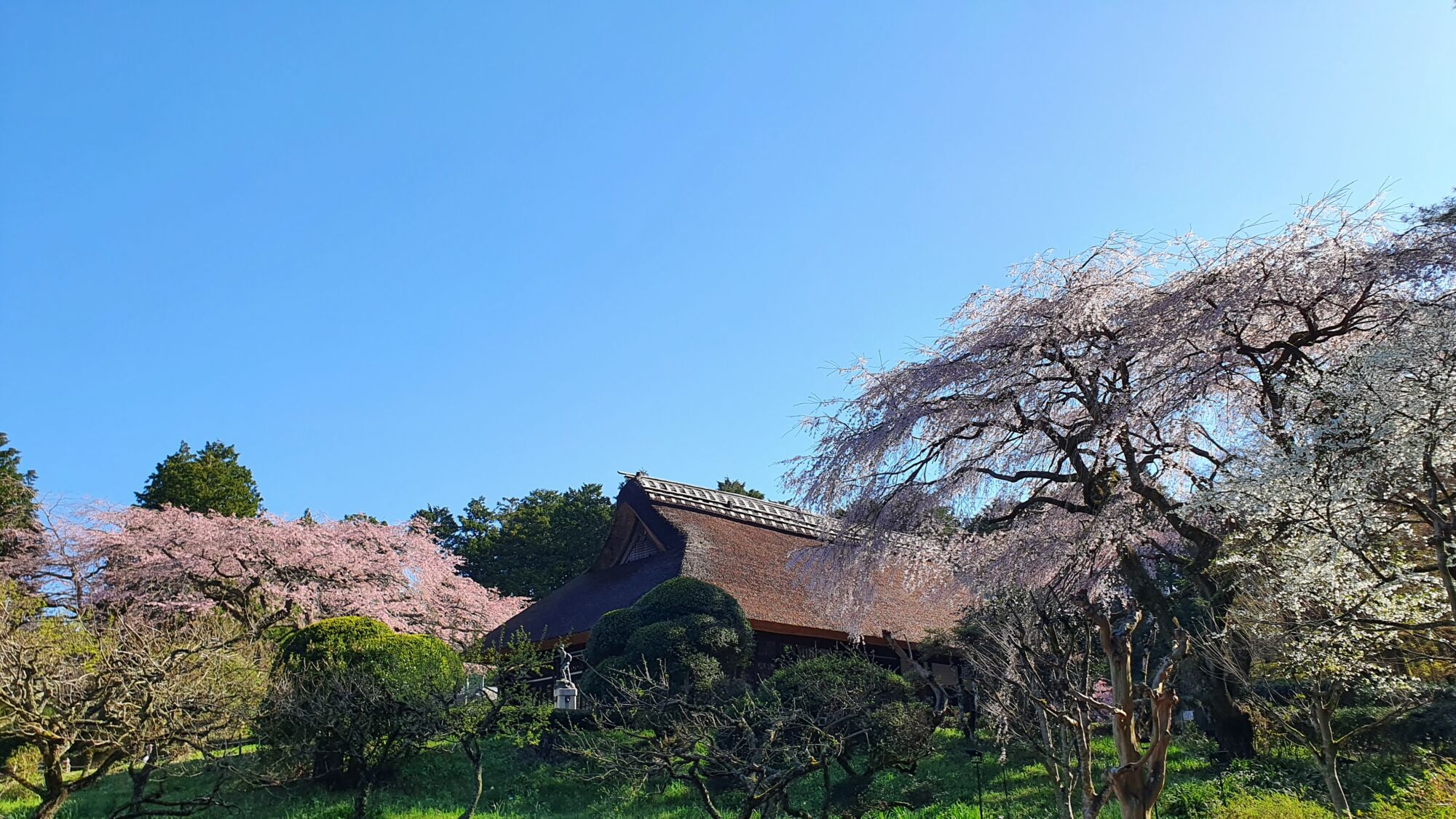 4月10日 桜の開花状況