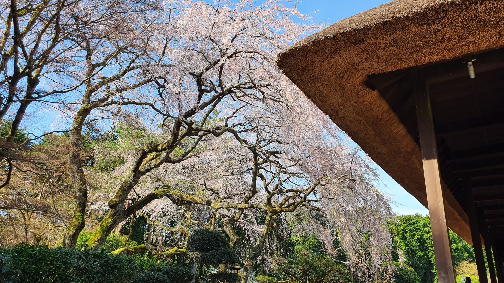 4月11日 桜の開花状況