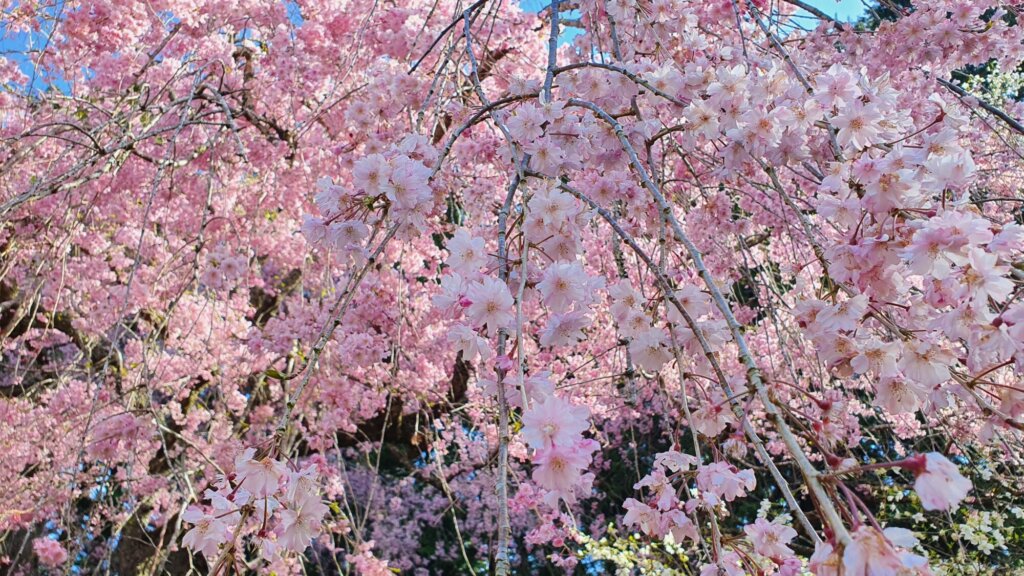 4月13日 桜の開花状況