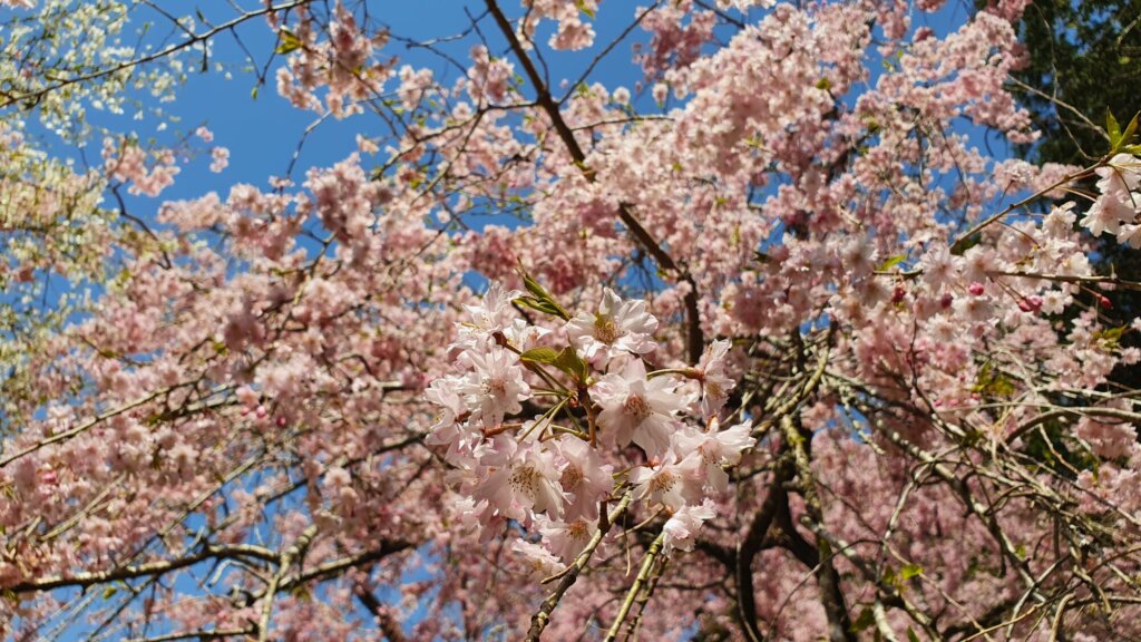4月14日 桜の開花状況