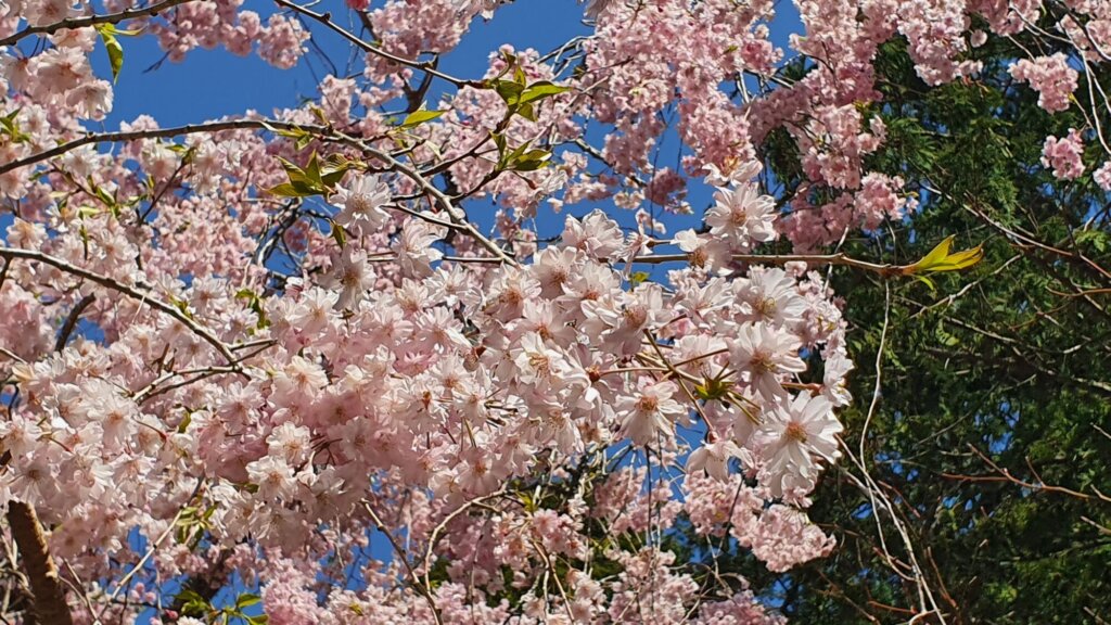 4月15日 桜の開花状況