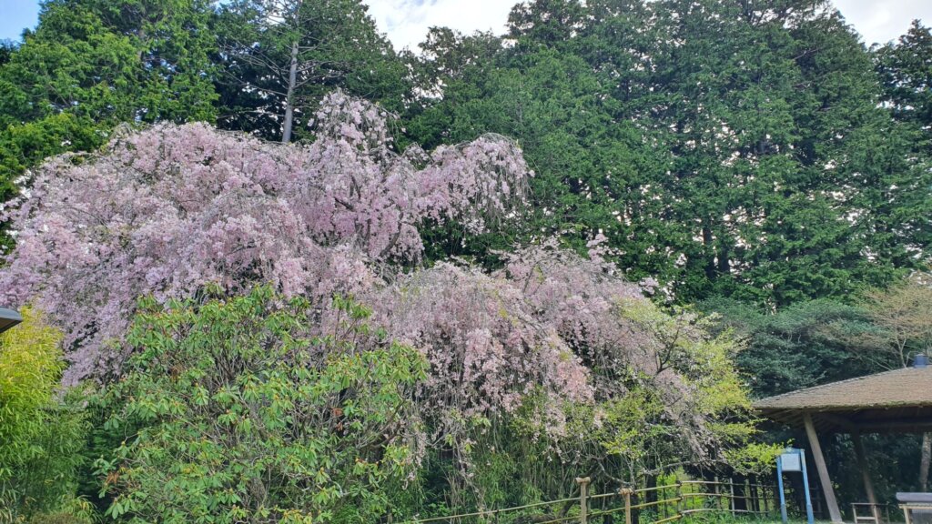 4月16日 桜の開花状況