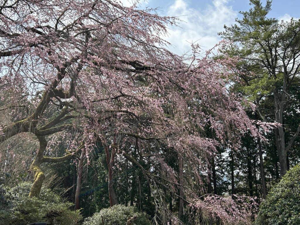 4月1日 桜の開花情報