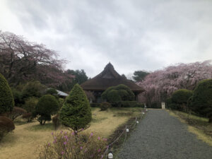4月3日 桜の開花状況