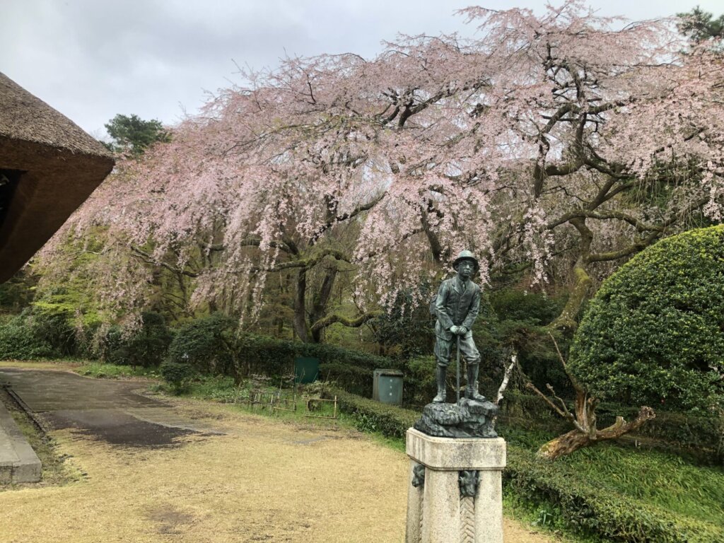 4月12日 桜の開花状況