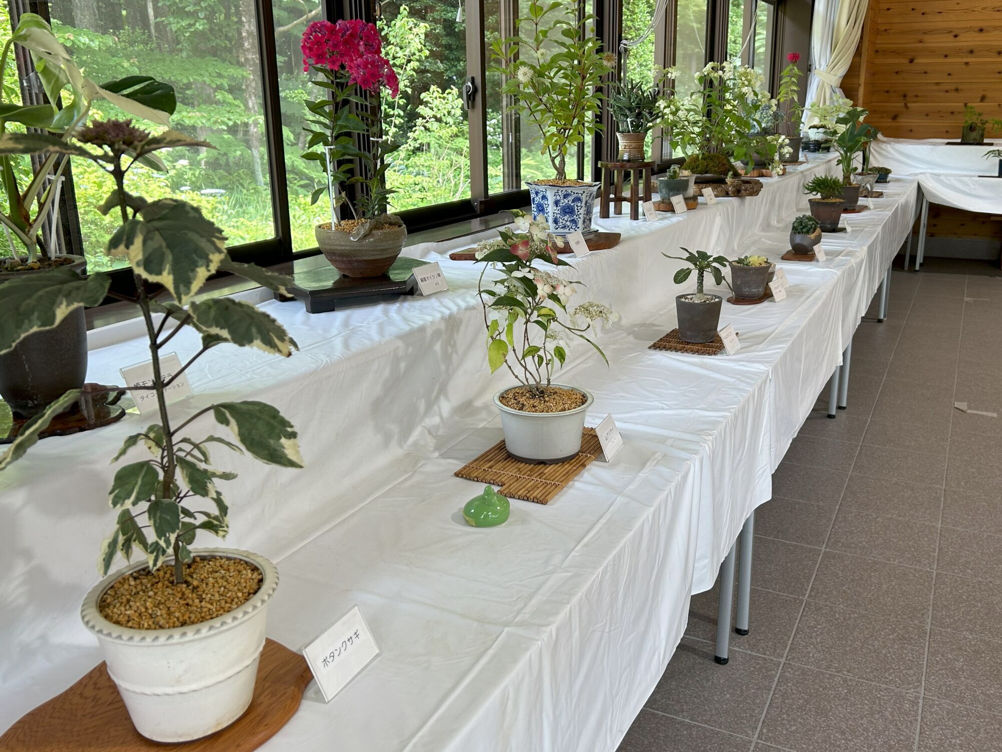彩り山野草展開催!