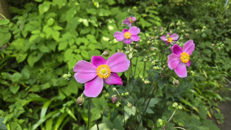 園内の花たち(9/5)現在の開花状況 #23
