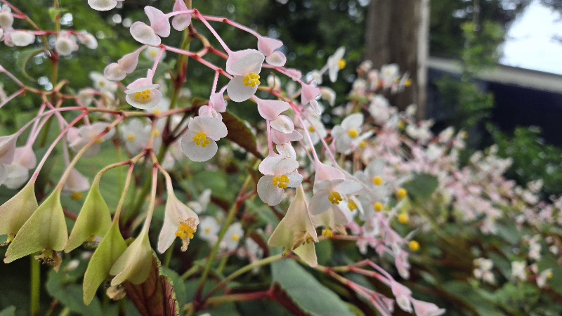 園内の花たち(9/13)現在の開花状況 #24