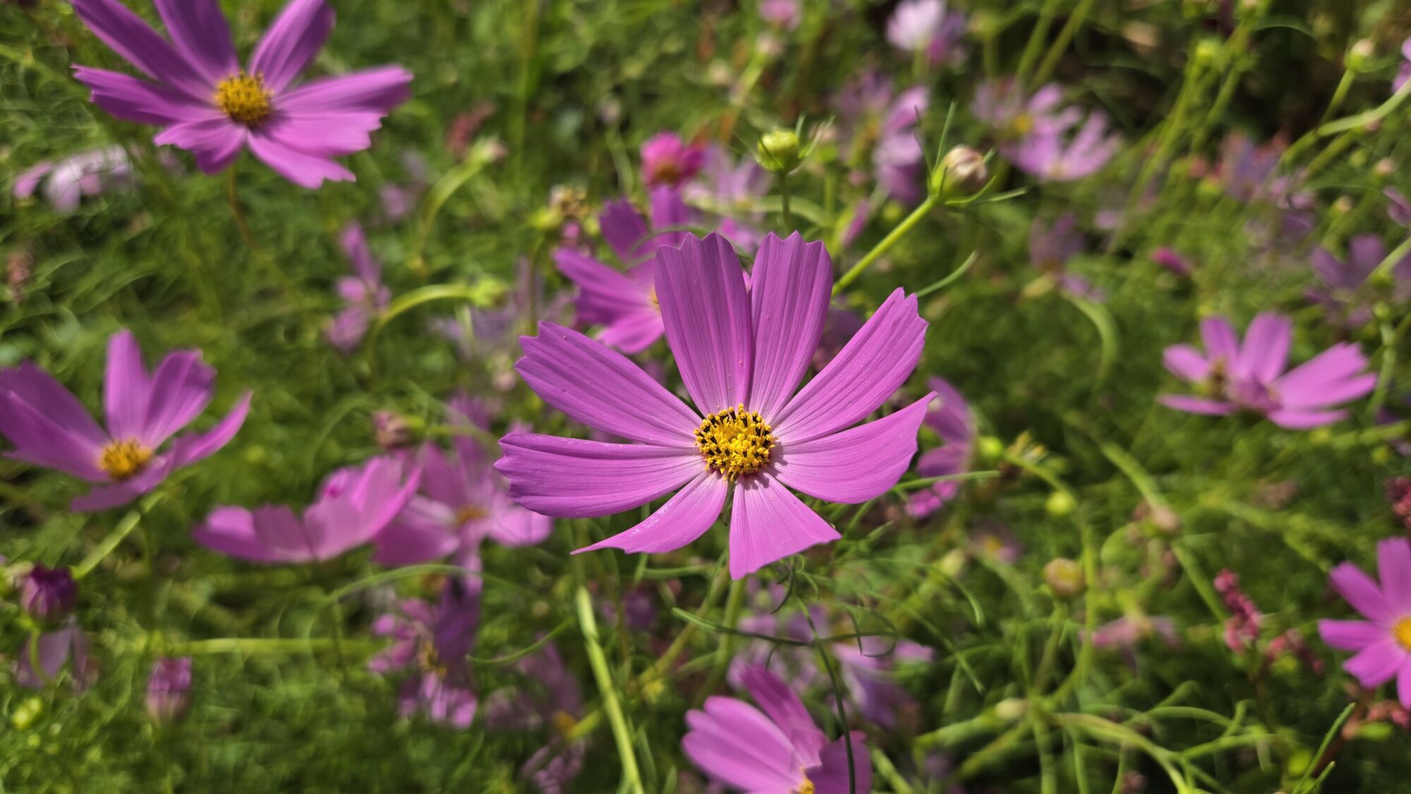 園内の花たち(9/20)現在の開花状況 #25