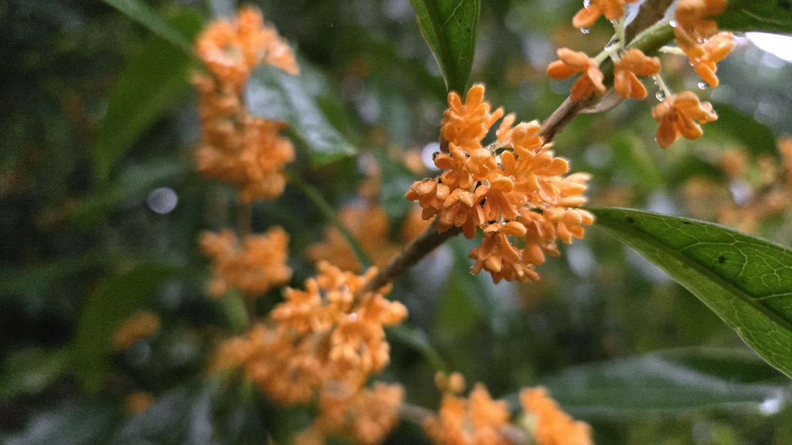 園内の花たち(10/4)現在の開花状況 #27