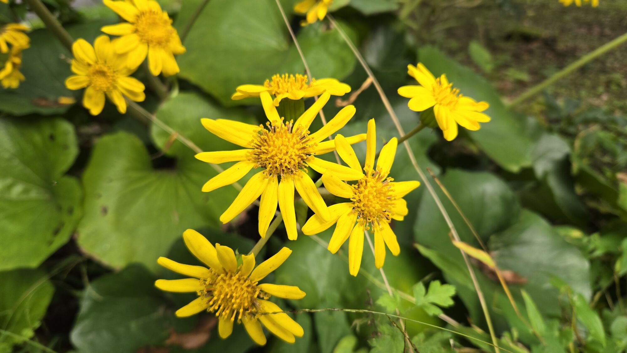 園内の花たち(11/2)現在の開花状況 #31