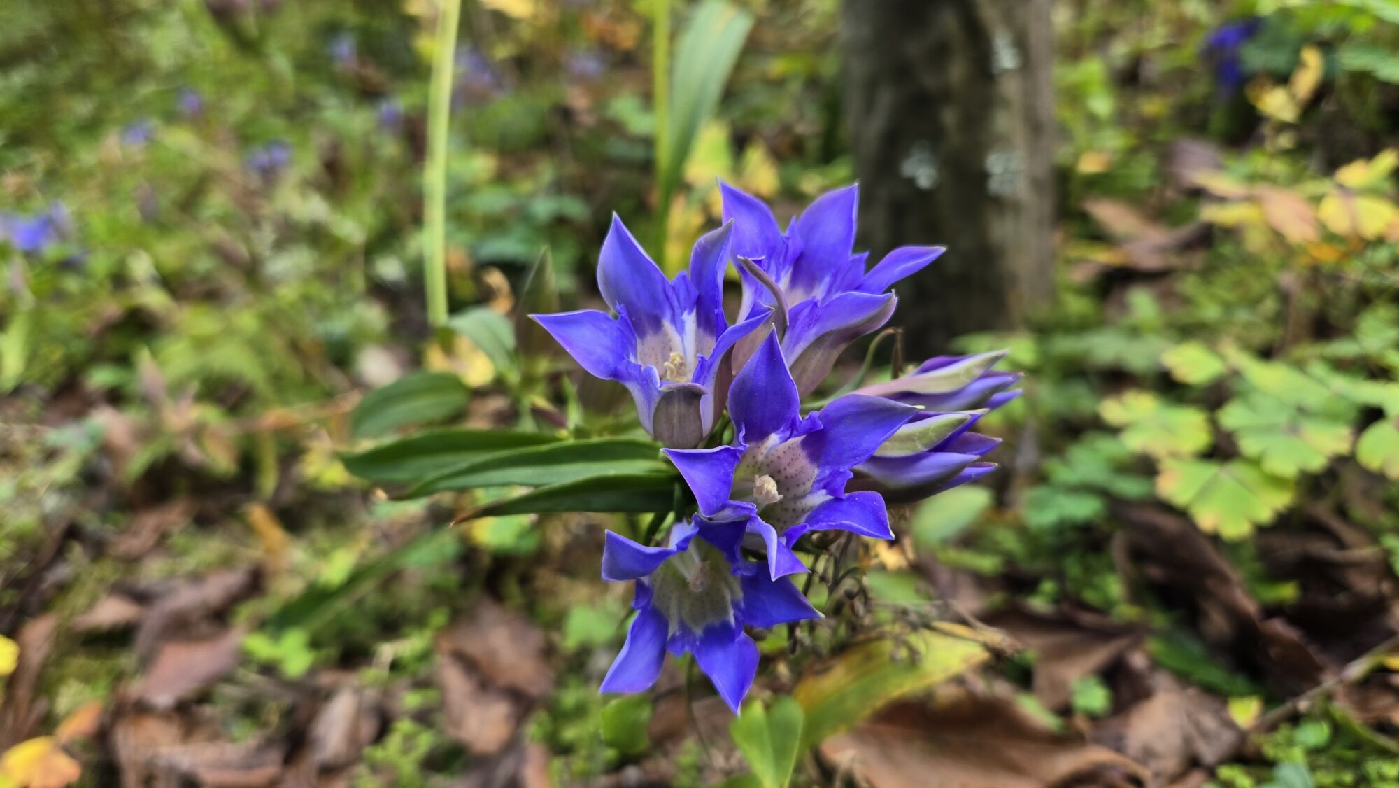 園内の花たち(11/6)現在の開花状況 #32