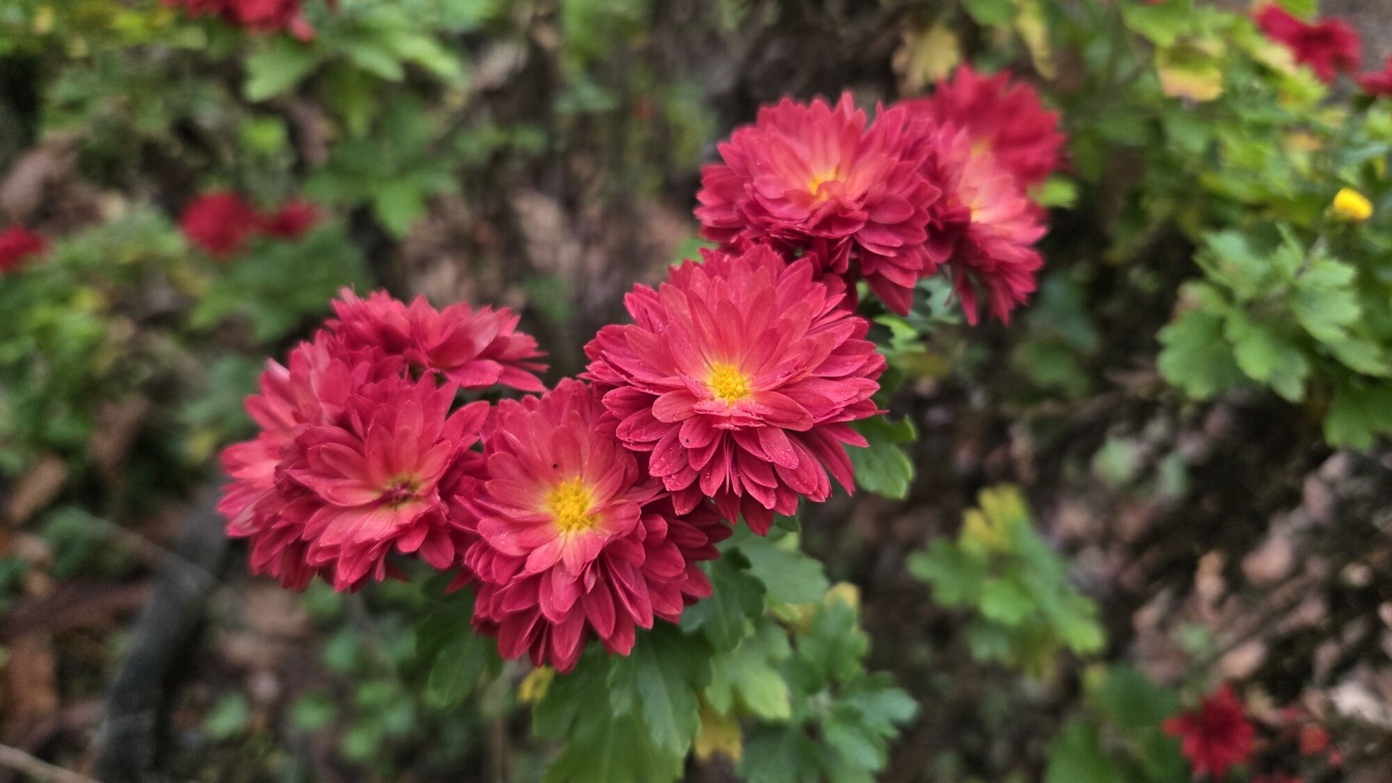 園内の花たち(11/15)現在の開花状況 #33