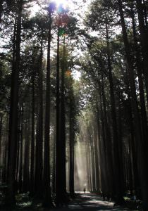 春の路 佐々木良蔵様