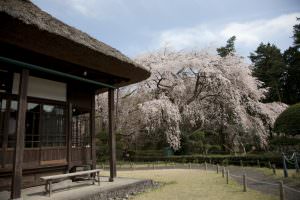 さくら日和 澤登榮吉様