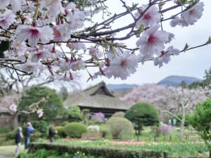 桜の季節 岸ハナ様
