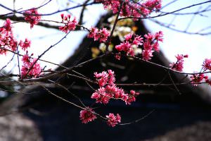 春の訪れ 渡辺保明様
