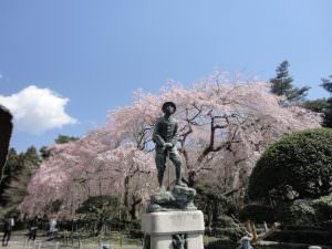 満開のサクラをバックに殿下をあをぎ見る 熊沢廣子様