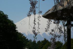 第1回 園長賞 「富士・桜～富士山のお花見」