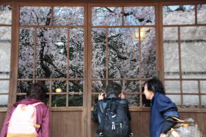 家の中に桜？　小泉正敏様
