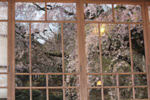 桜と燈火 堀内重治様