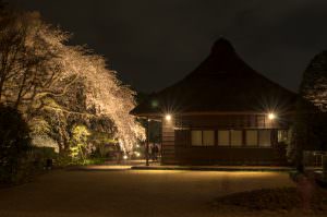 春の夜の静寂 鈴木昌幸様