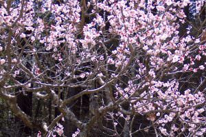 鳥もお花見 齋藤要治様