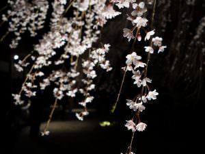 夜のさくら 斎藤俊哉様