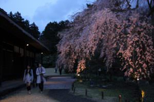 夕暮の庭先 望月節子様