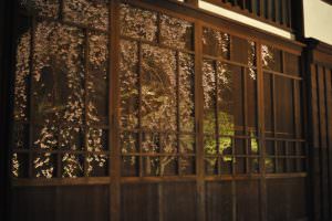 写桜 加藤英樹様