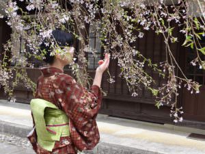 桜のれん　山際多美枝様