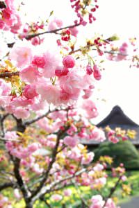 春ランラン♪ 渡辺佳子様