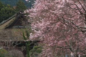 主役が咲きました 勝呂武様
