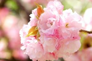 spring bouquet 渡辺佳子様