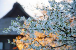 夕暮れ時の輝き 渡辺保明様