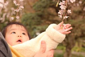 第21回　入賞作品　初めての桜　絹田優美様