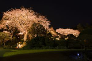 夜桜とブルーライト 木村勲様