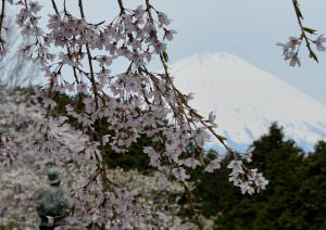 桜と富士と秩父宮様 平野敏彦様