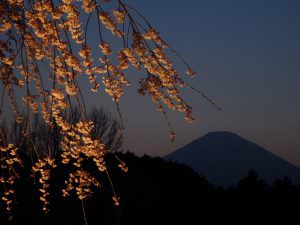 夜桜・富士 鈴木義紀様